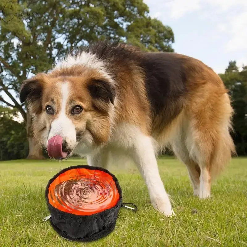 Collapsible Travel Dog Bowls Pet Expert